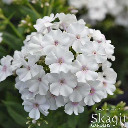 Phlox Ka Pow White 1gal CF