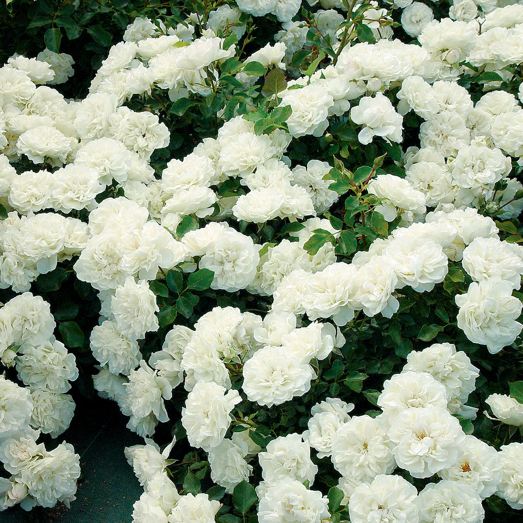 Star Roses Meidiland Rose