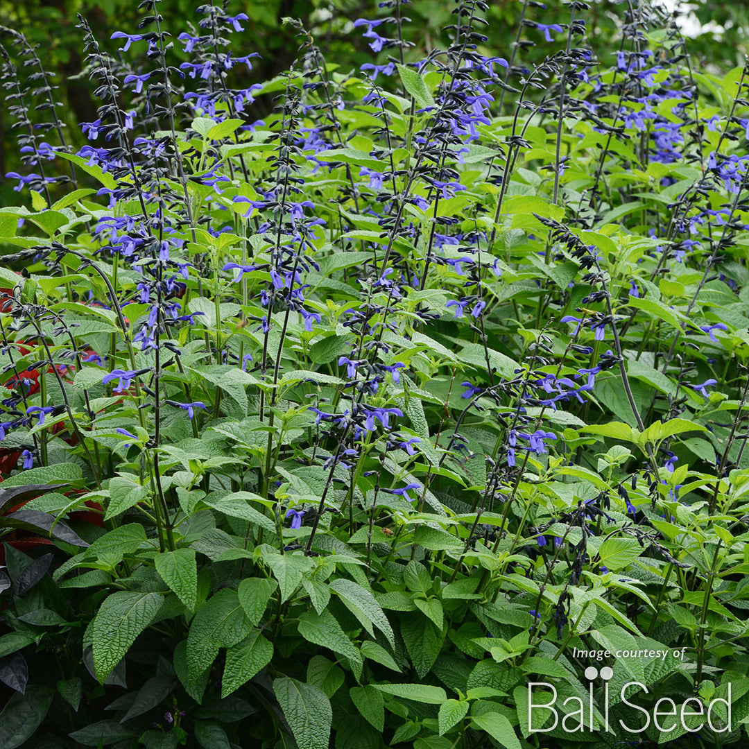 Salvia g. Black & Bloom 1gal CF – Cornell Farm