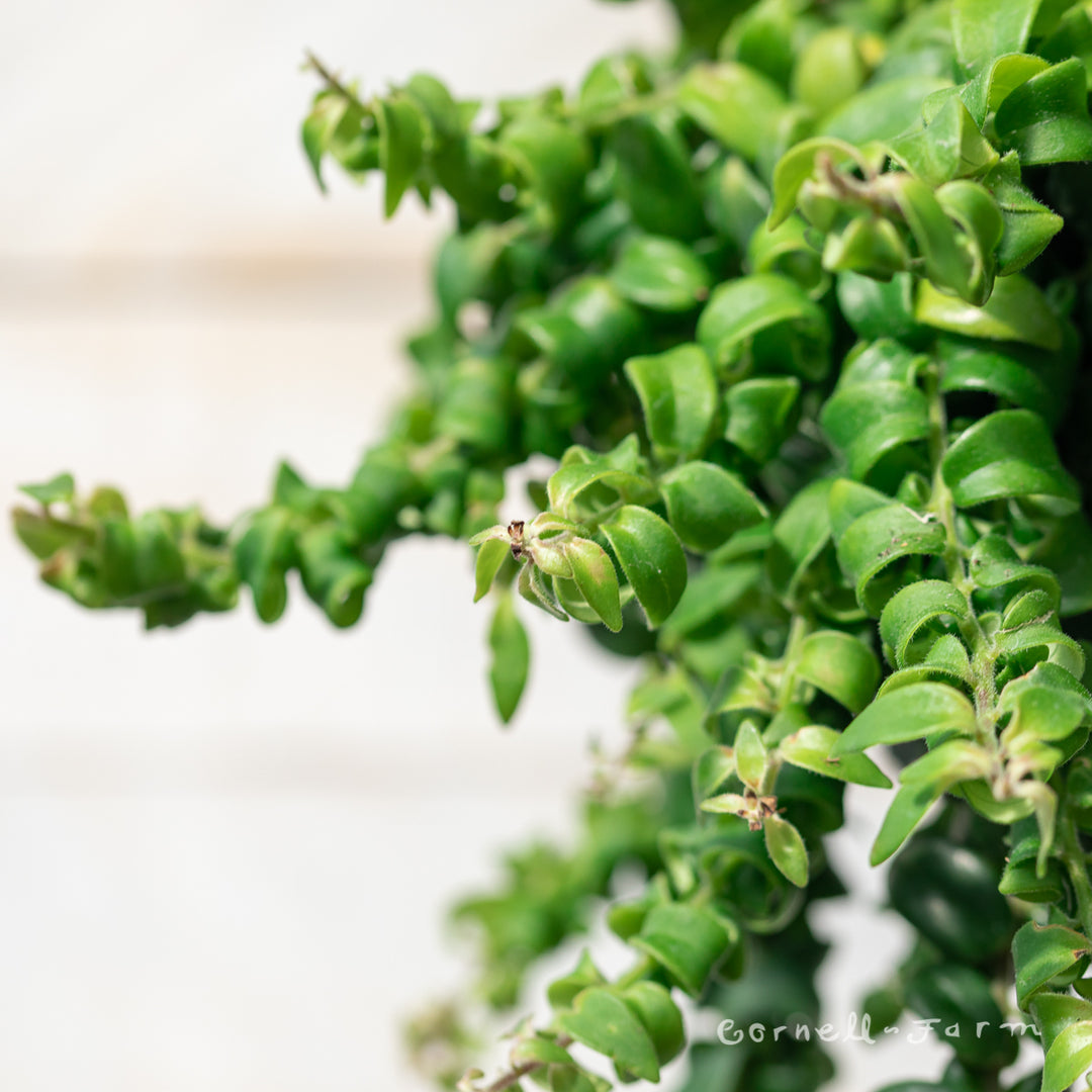 Aeschynanthus radicans 6in Curly Lipstick Plant – Cornell Farm