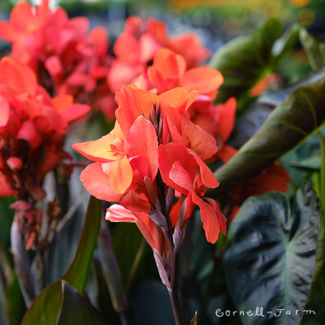 Canna Bronze Orange 1gal – Cornell Farm
