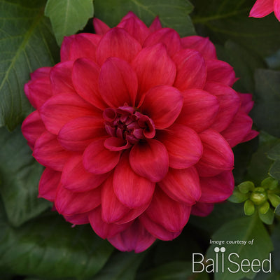 Dahlia Dalaya Raspberry 1gal CF