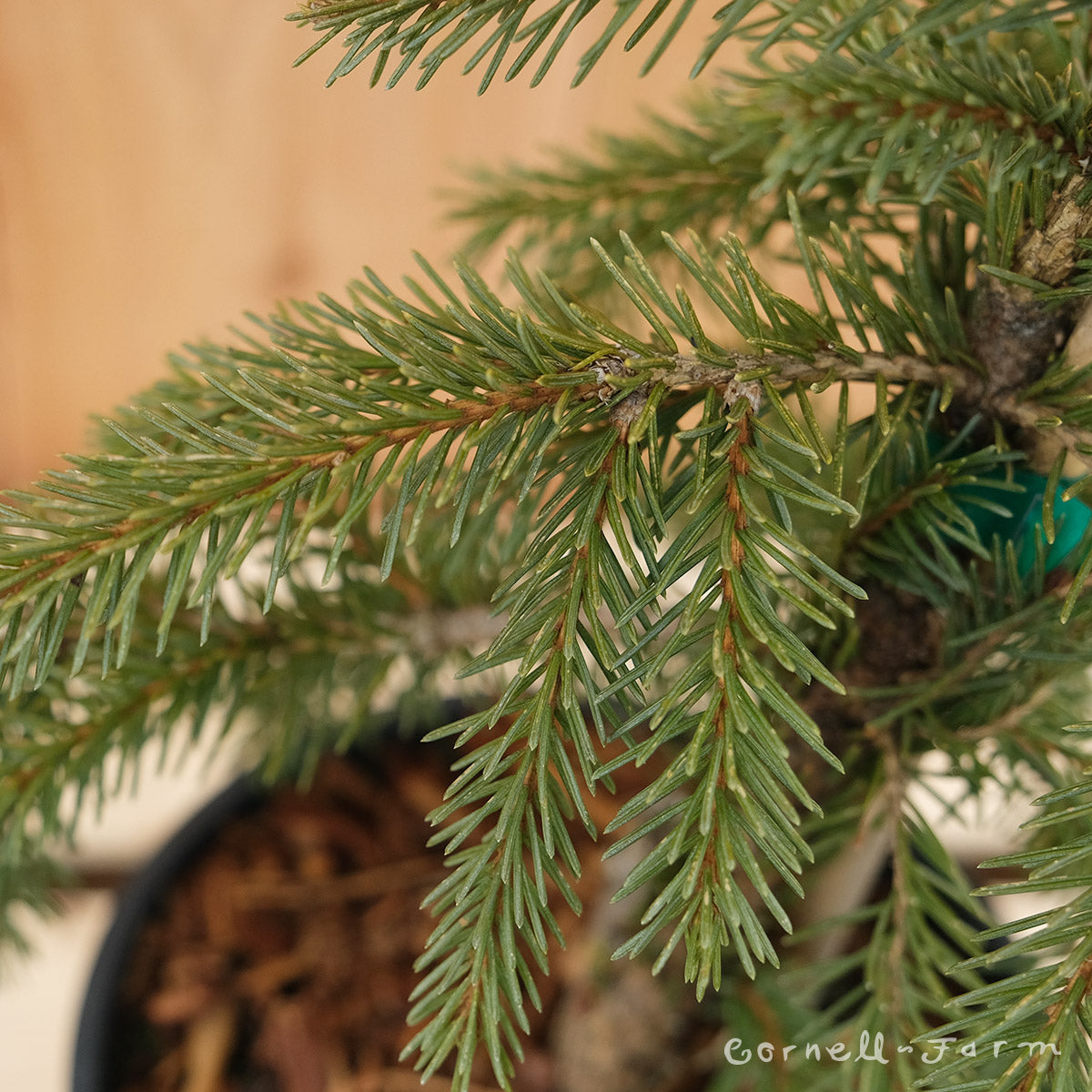 Picea abies Rubra Spicata 1gal Norway Spruce