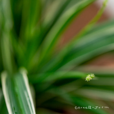 Chlorophytum comosum 6in Variegated Spider Plant