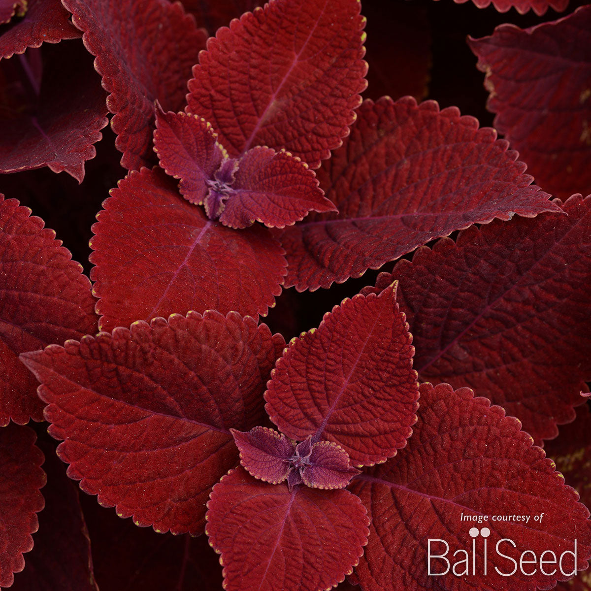 Coleus Ruby Slipper 4.25in CF