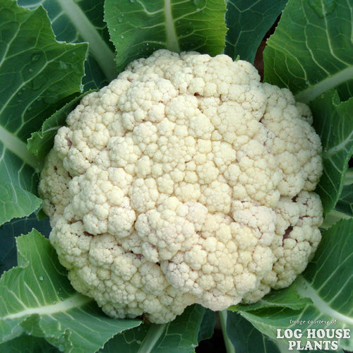 Cauliflower Snow Crown Jumbo 6pk