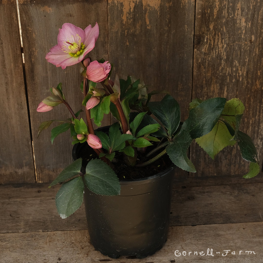 Helleborus Ice N' Roses Rose HGC 1gal – Cornell Farm