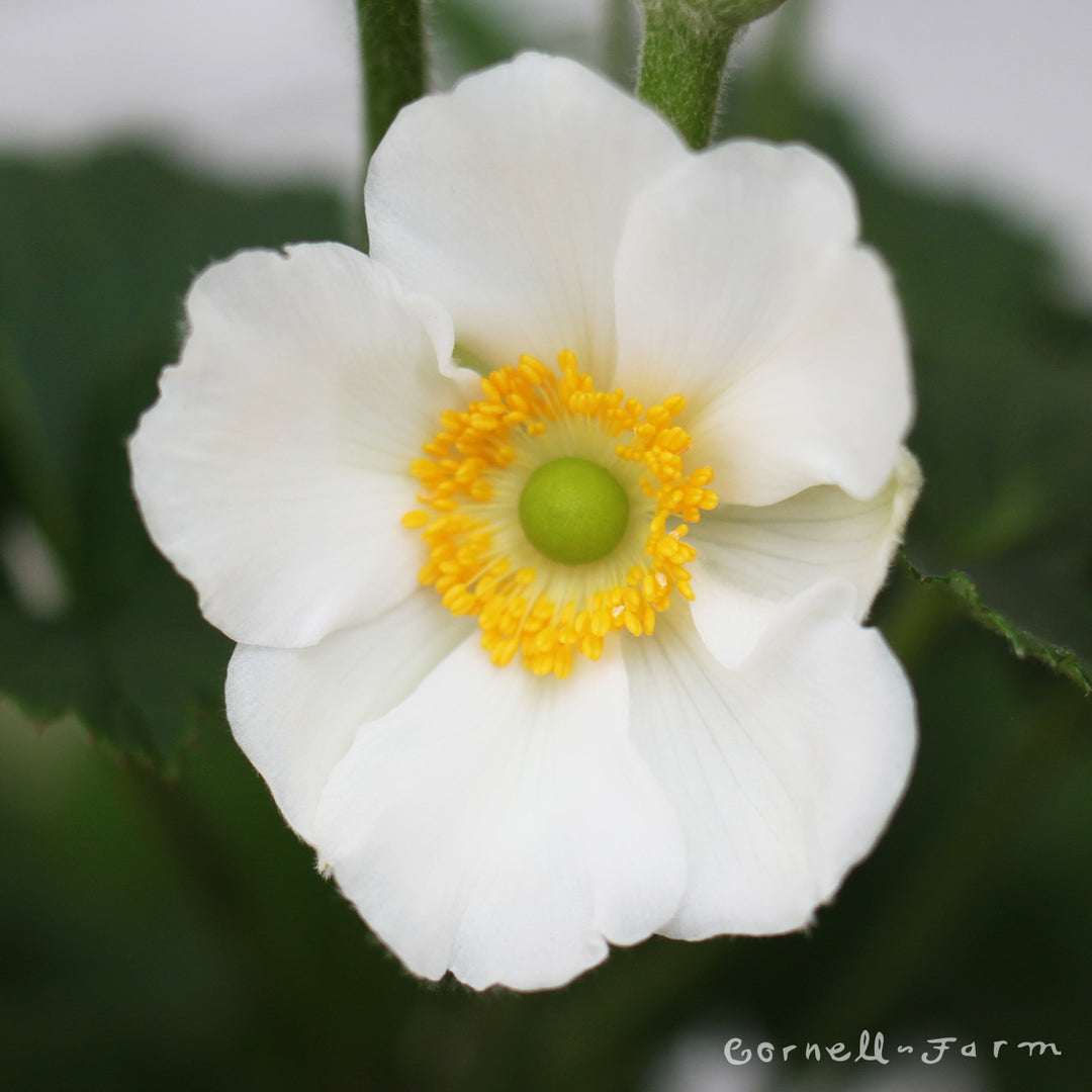 Anemone Honorine Jobert 1gal – Cornell Farm
