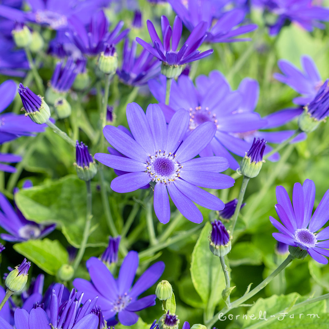 senetti flower seeds Pericallis Senetti Super Blue 6in Cineraria