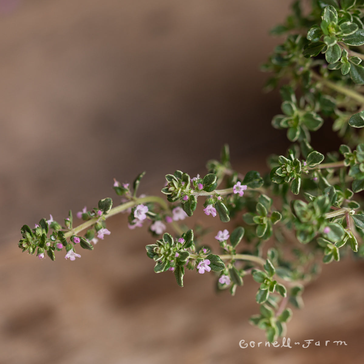 Thymus Lemon/Silver Variegated 4in Thyme
