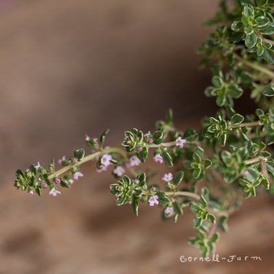 Thymus Lemon/Silver Variegated 4in Thyme