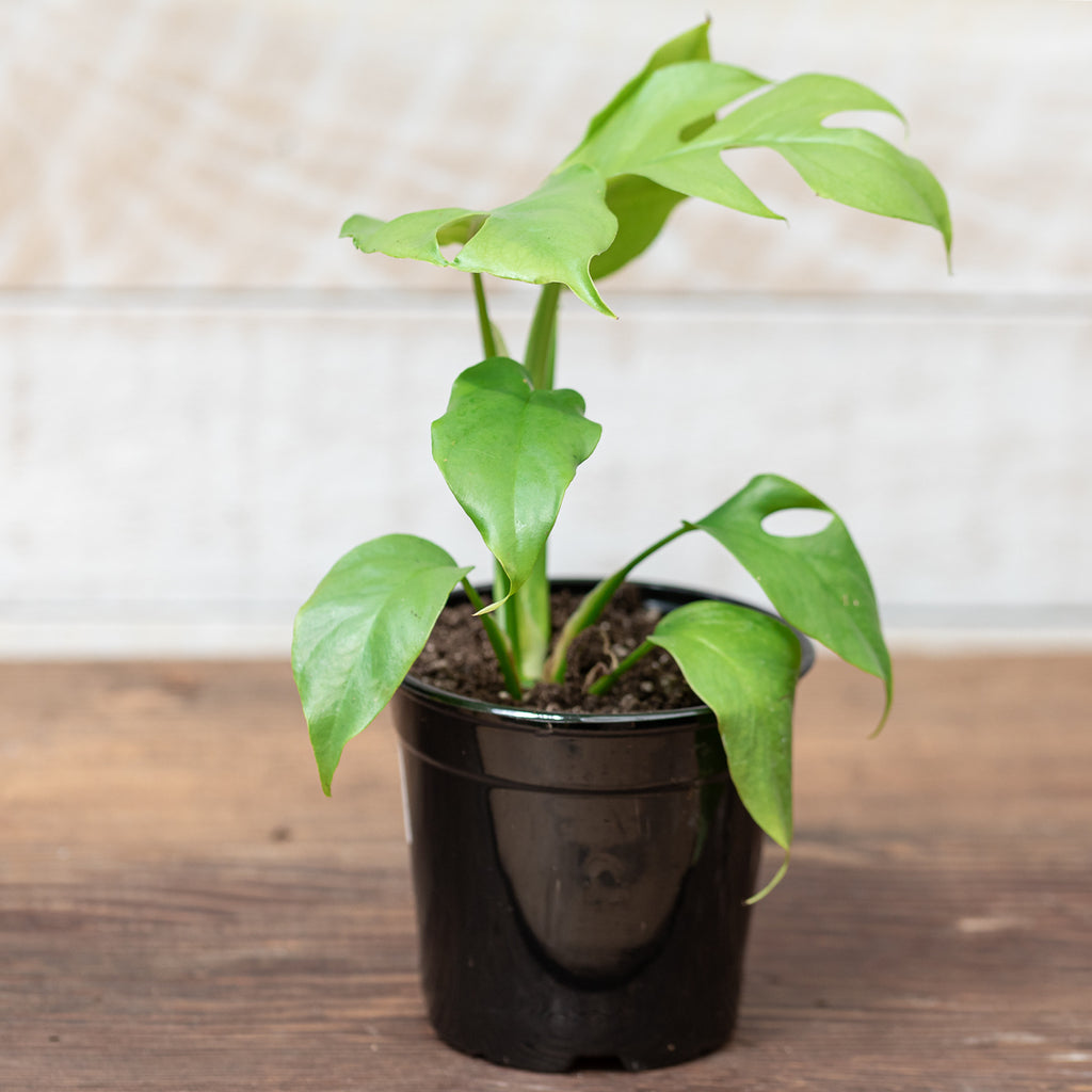Rhaphidophora tetrasperma 4in Mini Monstera