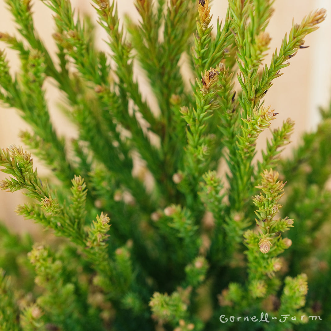 Cryptomeria j. Black Dragon 3gal – Cornell Farm