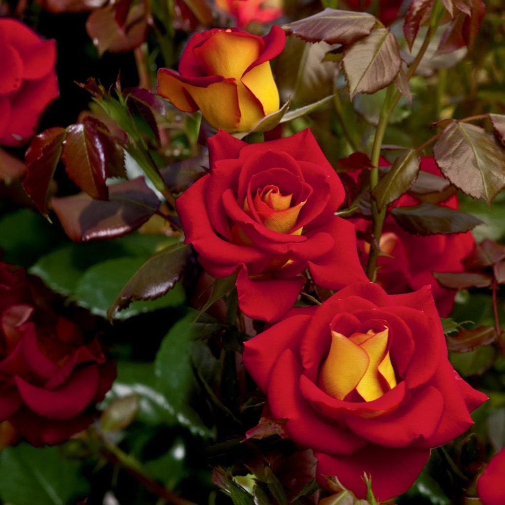 Rose Ketchup and Mustard 5gal Floribunda