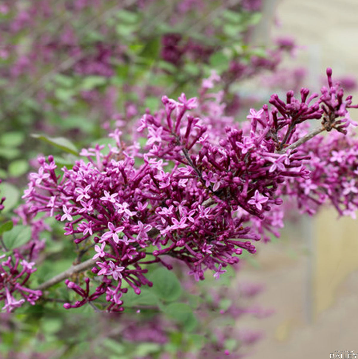 Syringa x Bloomerang Dark Purple 2gal Lilac