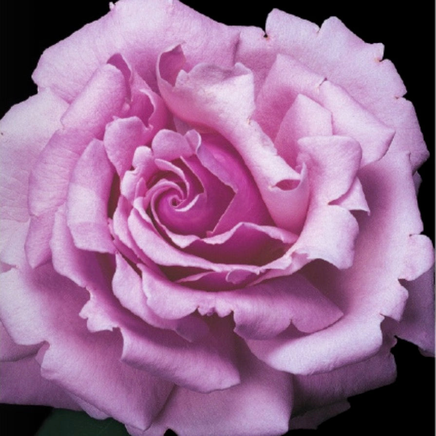 Rose Memorial Day 5gal Hybrid Tea – Cornell Farm