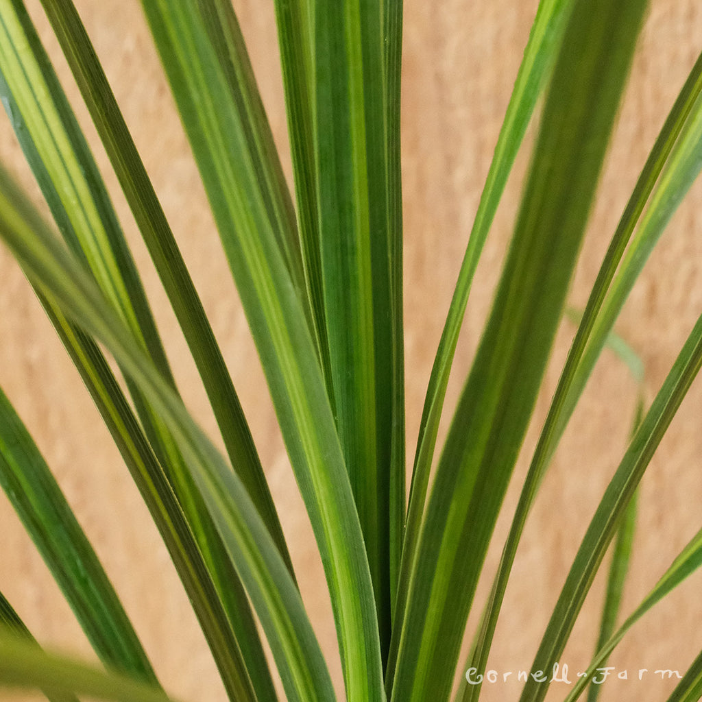 Cornell Farm Cordyline Jive Garden Dance