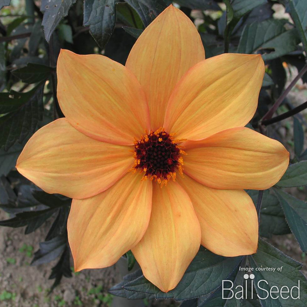 Cornell Farm Dahlia Mystic Spirit