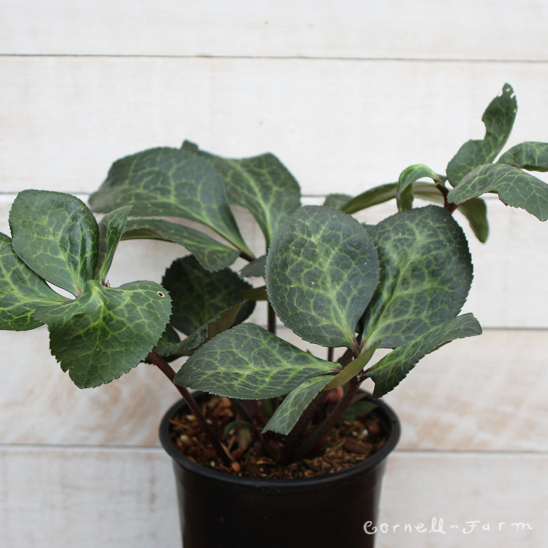 Helleborus Penny's Pink 1gal Frostkiss – Cornell Farm