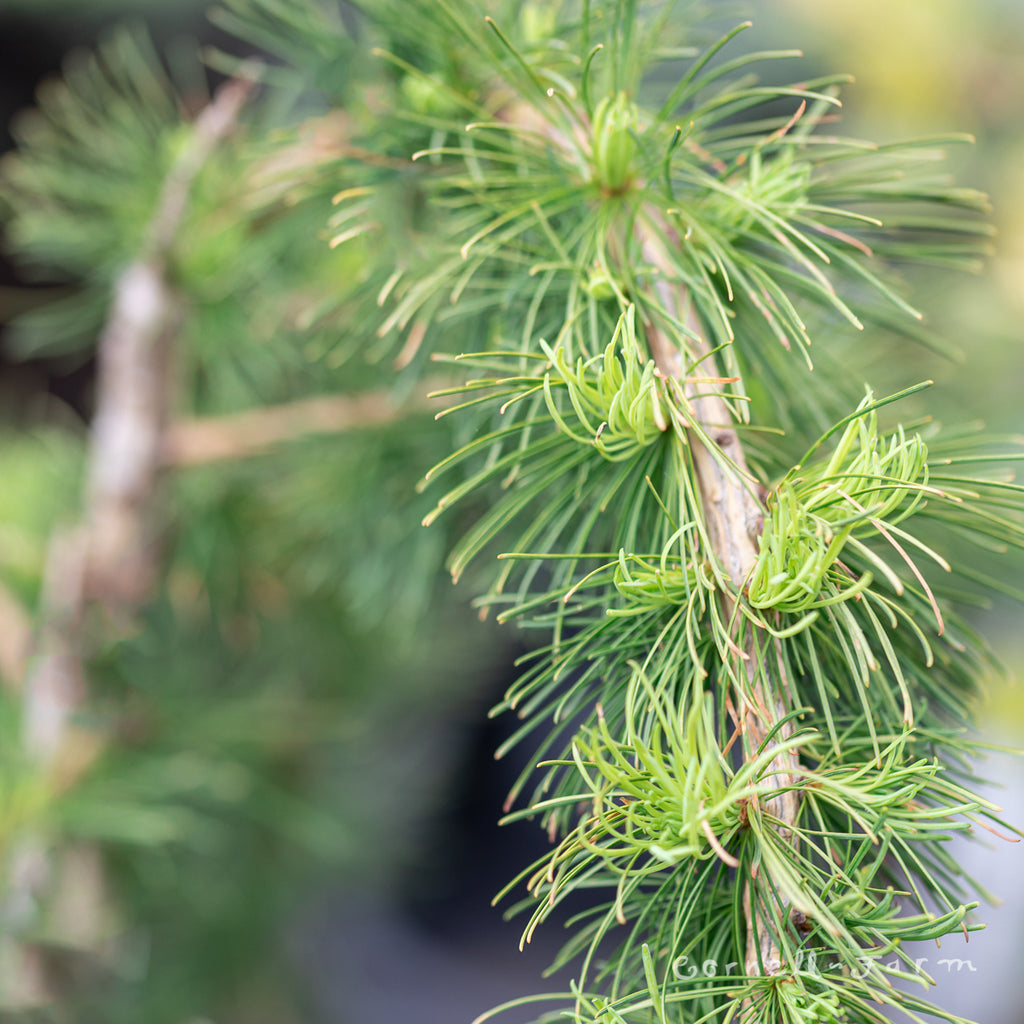Cornell Farm Larix decidua Puli