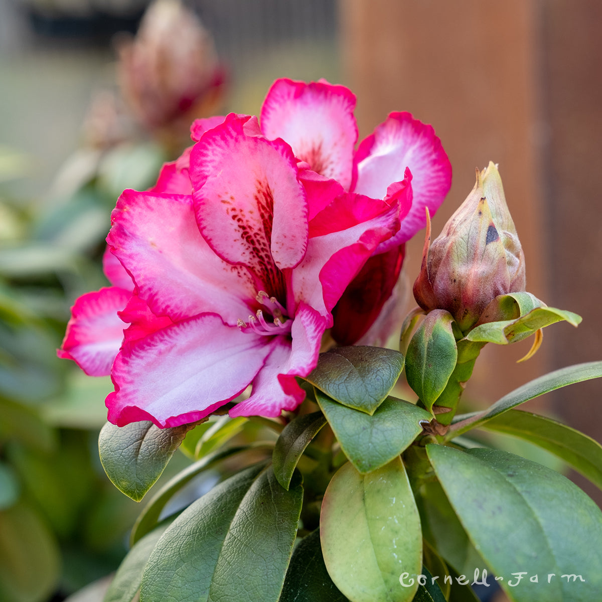 Rhododendron Pomegranate Splash 2gal