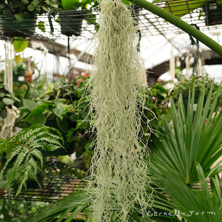 spanish moss air plant Tillandsia Usneoides thick Chiapas Lg – Cornell Farm