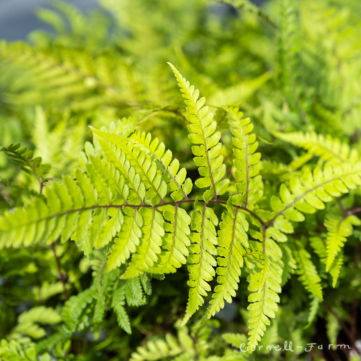 Athyrium Limelight Lady Qrt. Fern