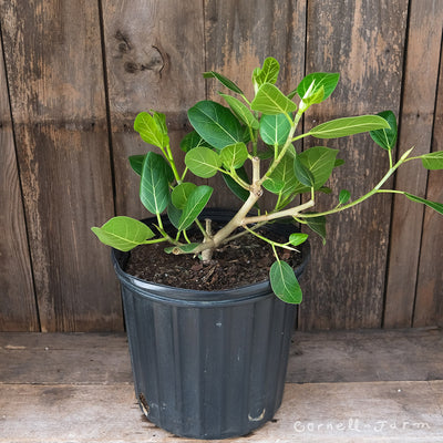 Ficus benghalensis 10in Audrey