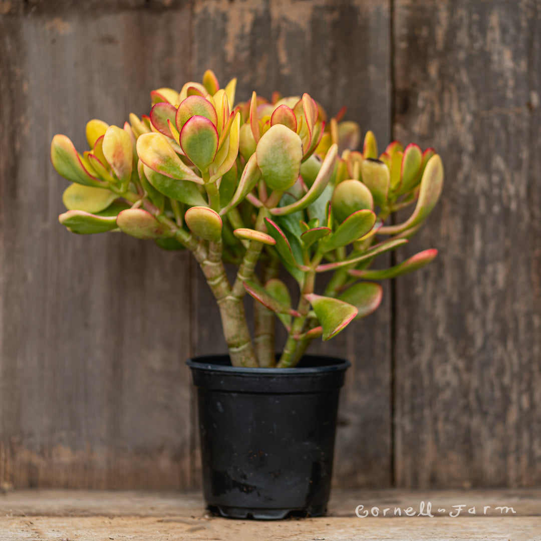 jade plants full sun Crassula ovata 4in Sunset Jade Plant – Cornell Farm