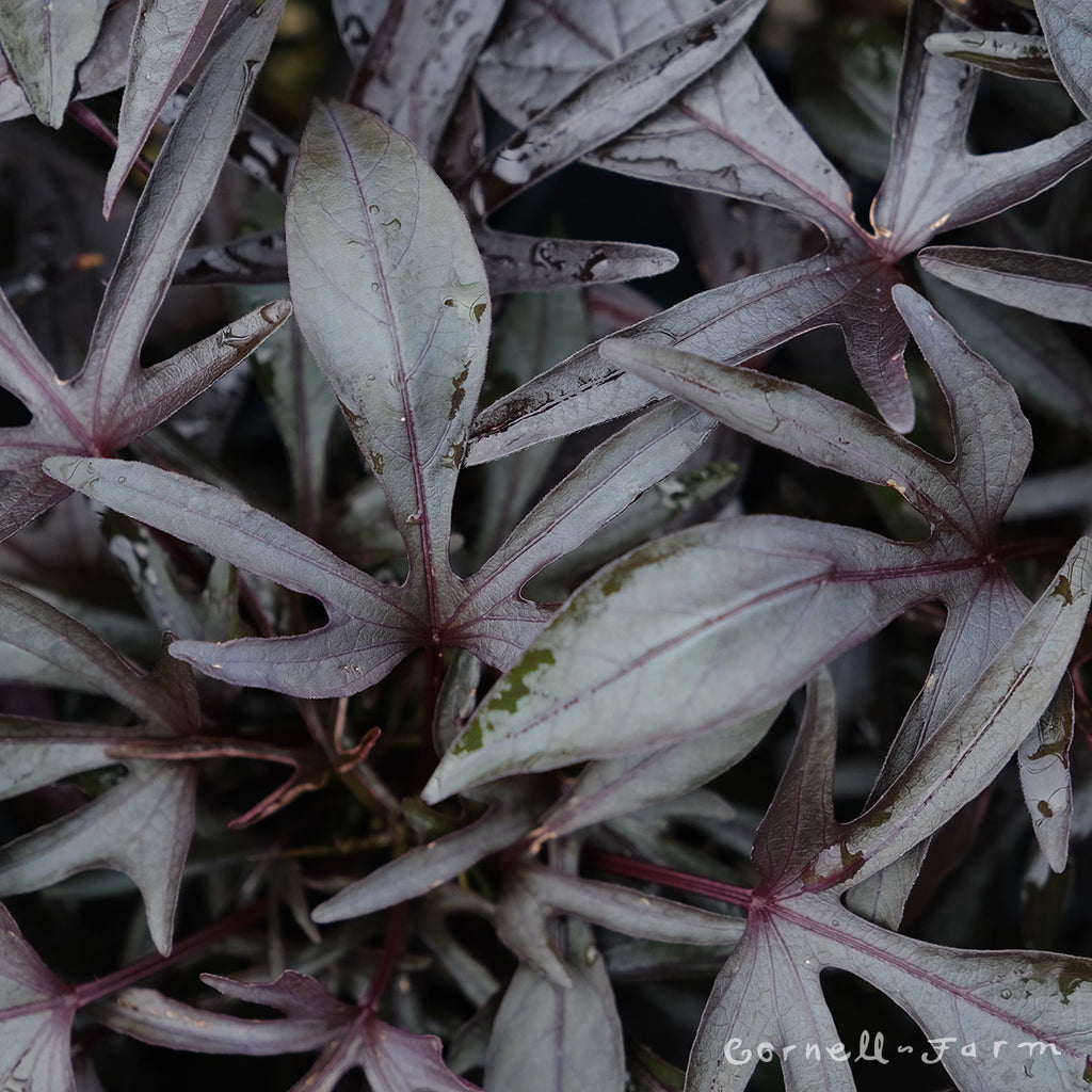 Ipomoea Spotlight Black