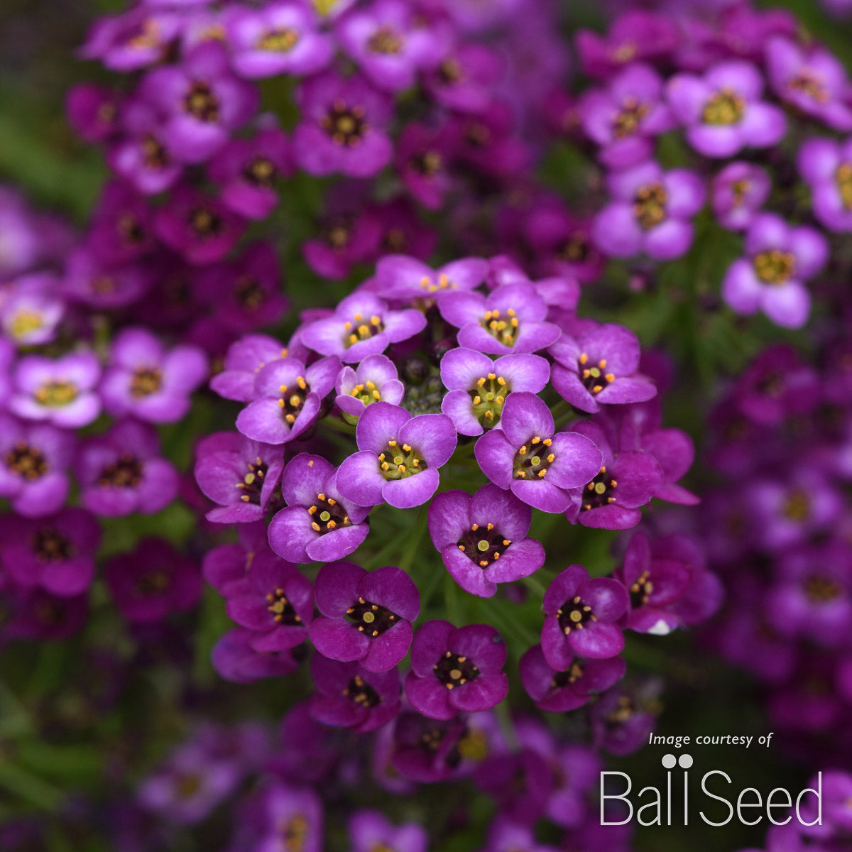 Lobularia Easy Breezy Purple  4.25in CF