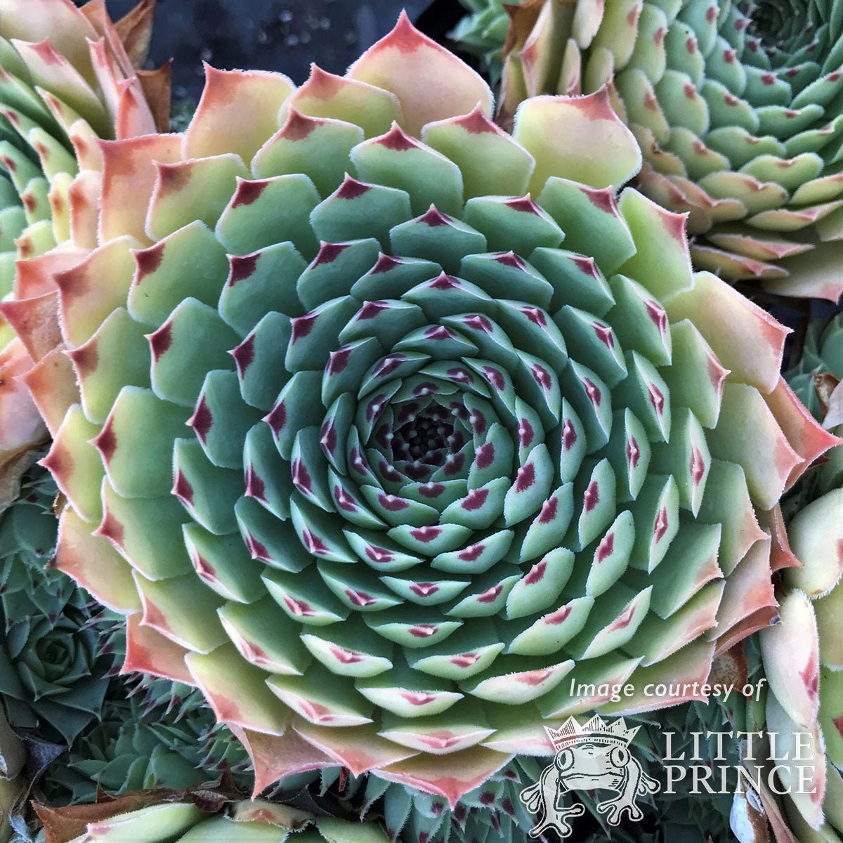 Sempervivum Maroon Queen 4.25in CF Hens & Chicks