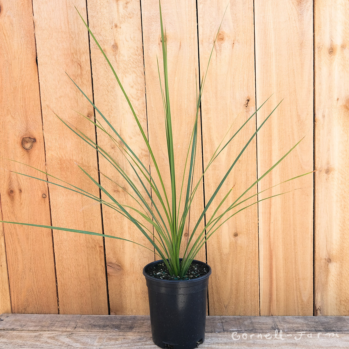 Cordyline Spikes Green 1gal indivisa