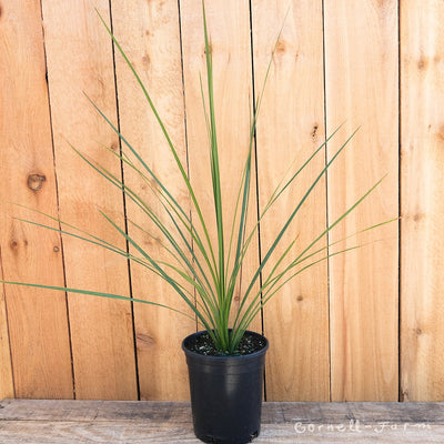 Cordyline Spikes Green 1gal indivisa