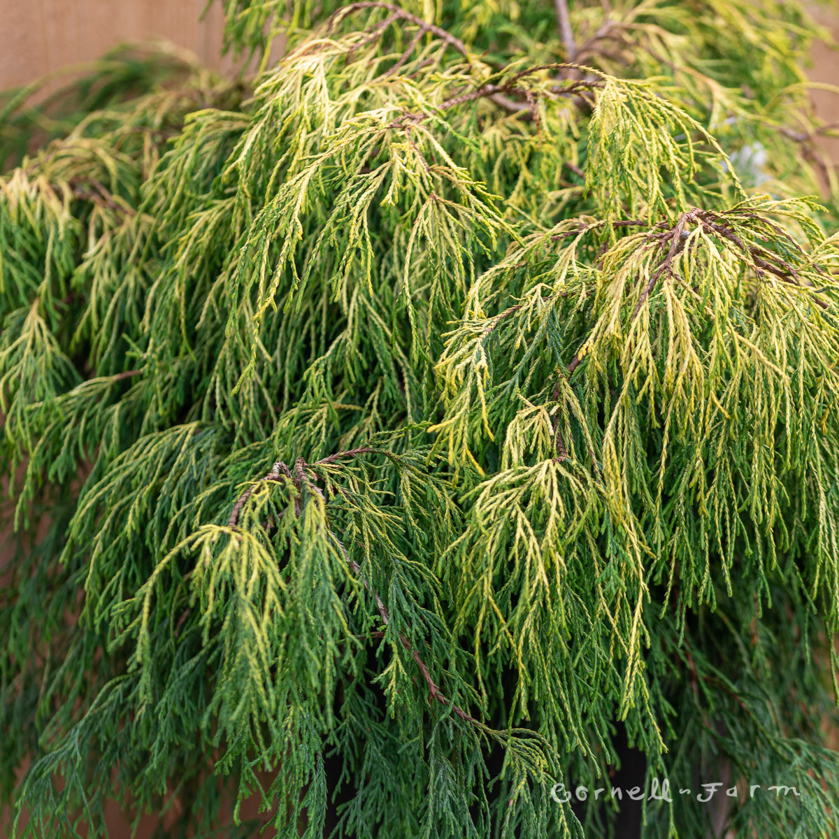 Chamaecyparis p. Lemon Thread Threadbranch Cypress 2gal