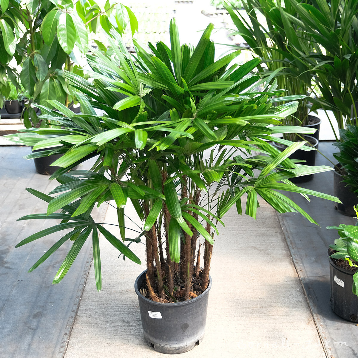 Rhapis Excelsa 10in Lady Palm Cornell Farm Rhapis Excelsa 10in Lady Palm Cornell Farm