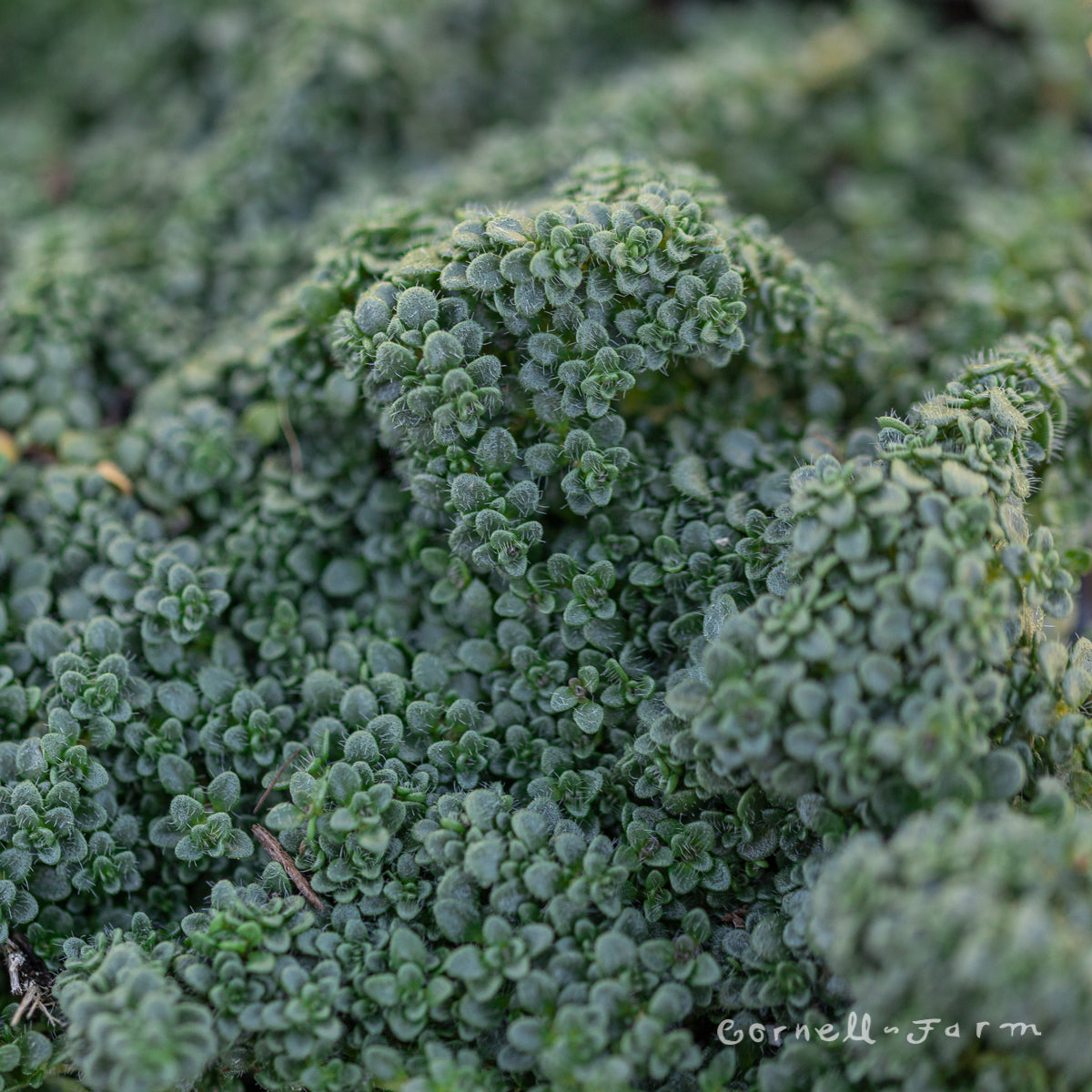 Thymus serpyllum Elfin 4in Thyme