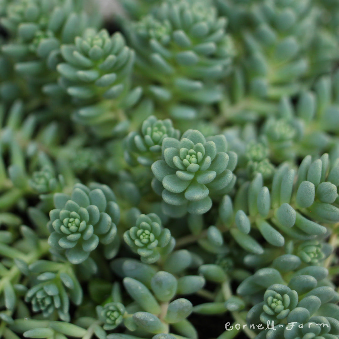 sedum major succulent Sedum dasyphyllum Major 4.25in CF – Cornell Farm