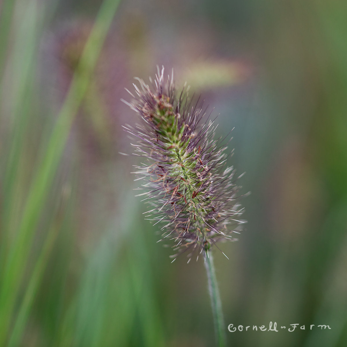 Pennisetum a. Hameln 2gal