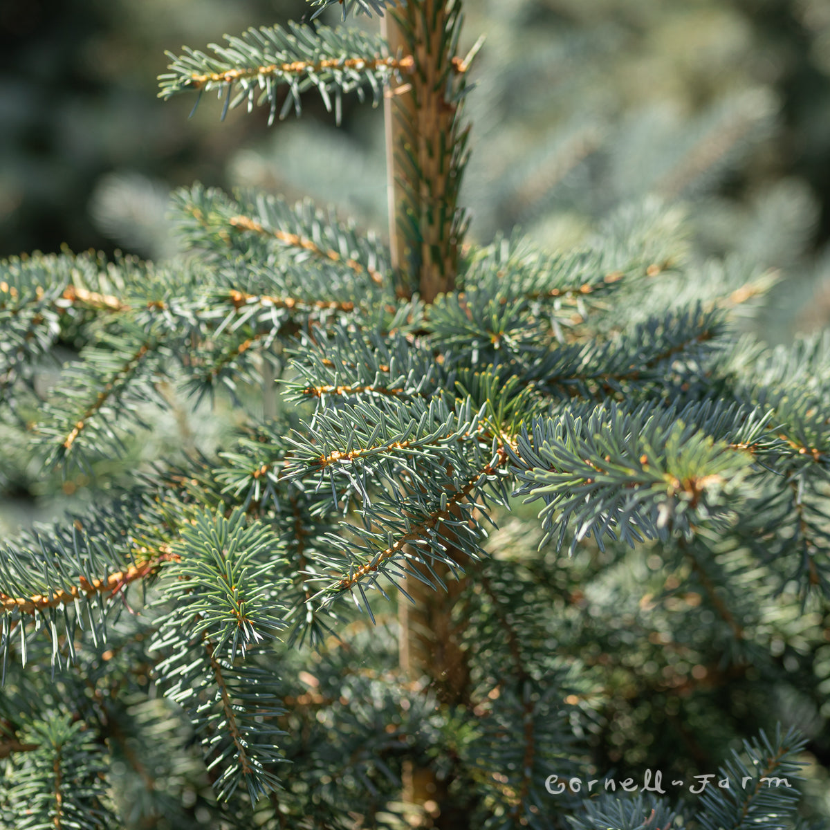 Picea x. Troemner 6gal Blue Spruce