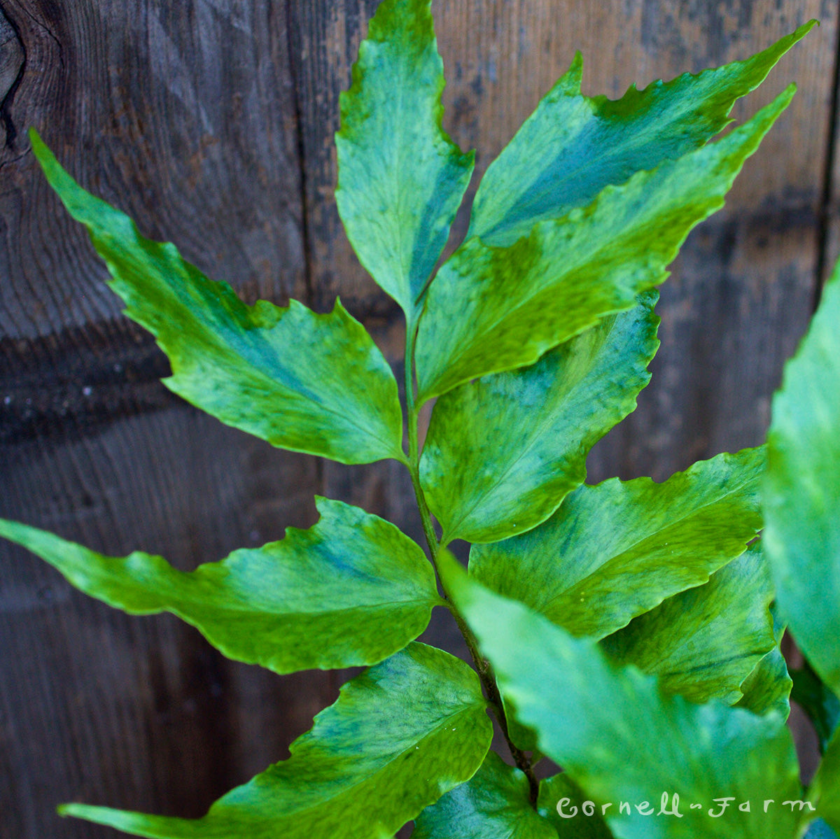 Cyrtomium falcatum Holly Fern 1gal