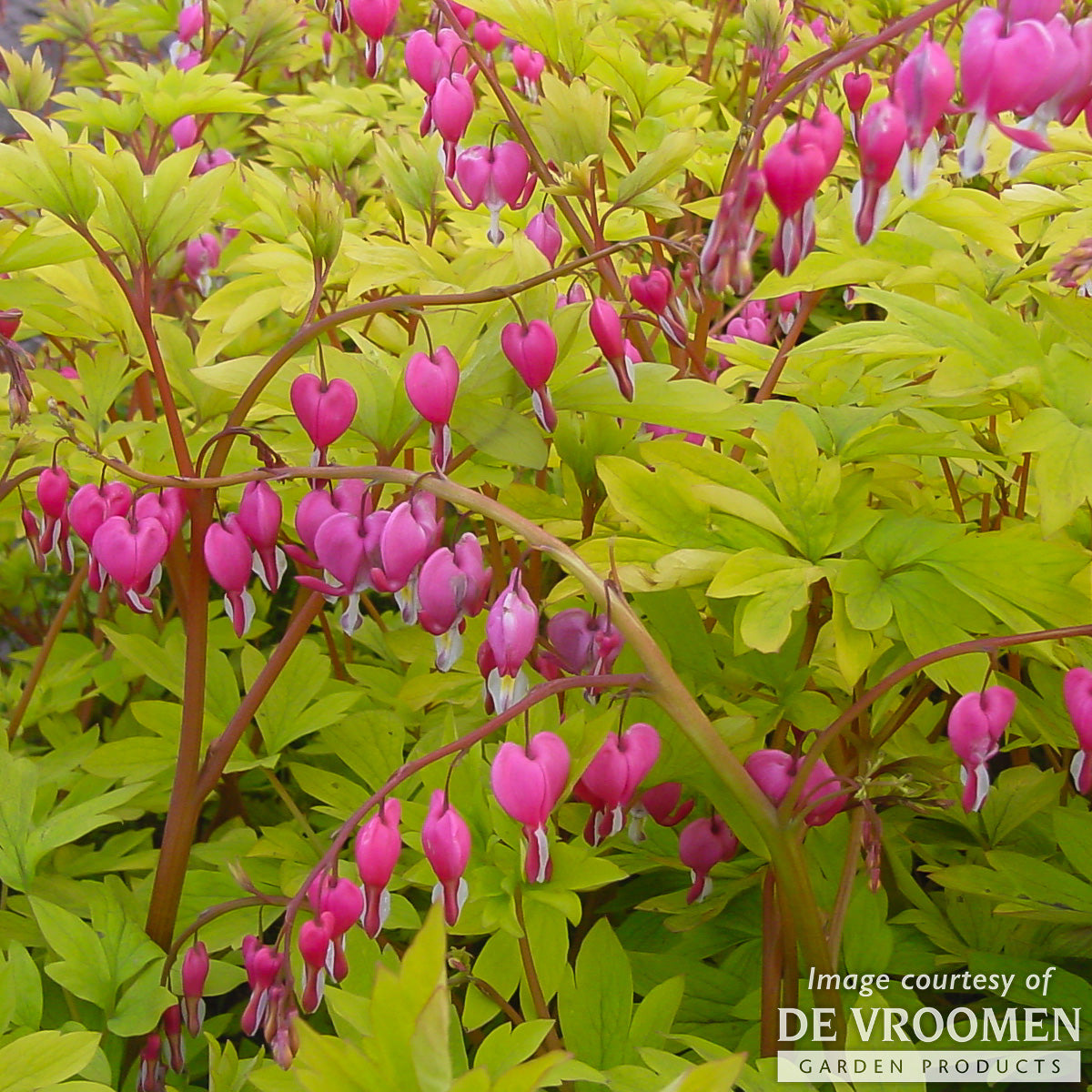 Dicentra s. Yellow Leaf 1gal Bleeding Heart CF