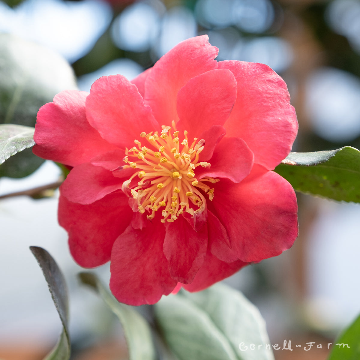 Camellia s. Bonanza 5gal