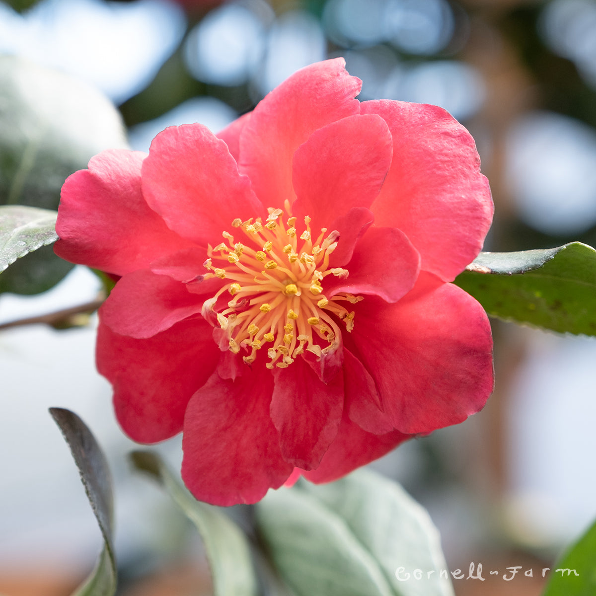 Camellia S Bonanza 5gal Cornell Farm camellia-s-bonanza-5gal-cornell-farm