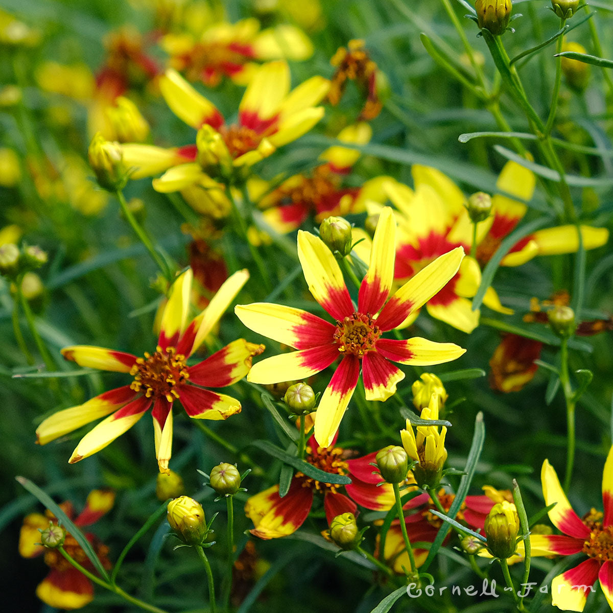 Coreopsis Firefly 1gal