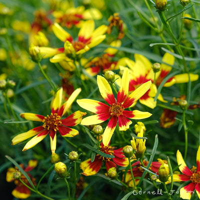 Coreopsis Firefly 1gal