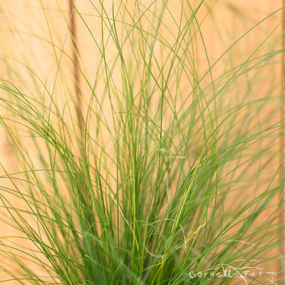 Nassella tenuissima 1gal Mexican Feather Grass Stipa