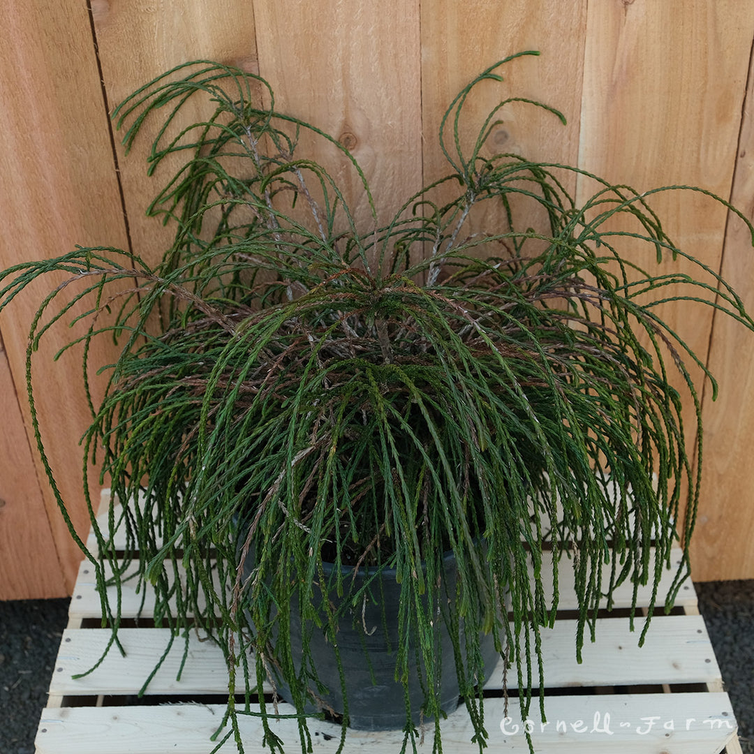 Thuja plicata Whipcord 3gal Western Red Cedar