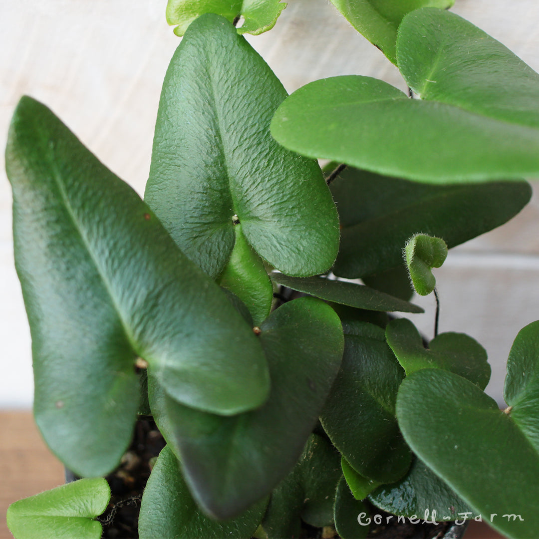 arifolia plant Hemionitis arifolia 4in Heart Fern – Cornell Farm