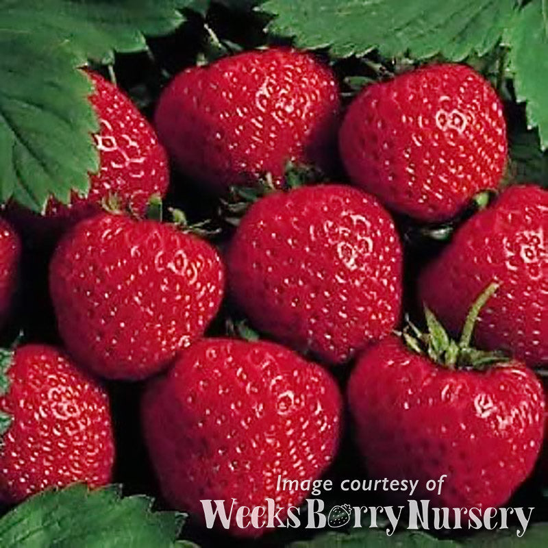 Strawberry Earliglow SC 5ct. bareroot